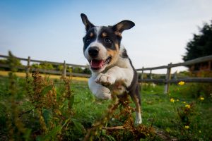 Dog running in a field